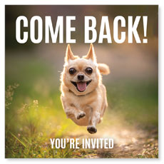 Come Back Fall Dog 
